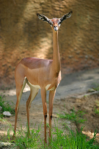 Dá para entender o porquê do nome desse animal, né? Tal como a girafa, esse tipo de gazela tem o pescoço comprido para alcançar galhos mais altos de árvores. Você pode encontrá-lo lá pro lado dos Grandes Lagos na África.
