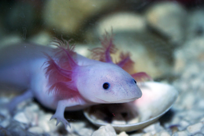 Parece um pokémon, mas esse carinha aqui é só uma salamandra com brânquias externas. Ao contrário de parentes seus, ela mantém essa característica de seu estado larval.
