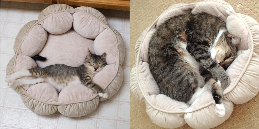 'Toby ainda ama sua cama, quatro anos depois'