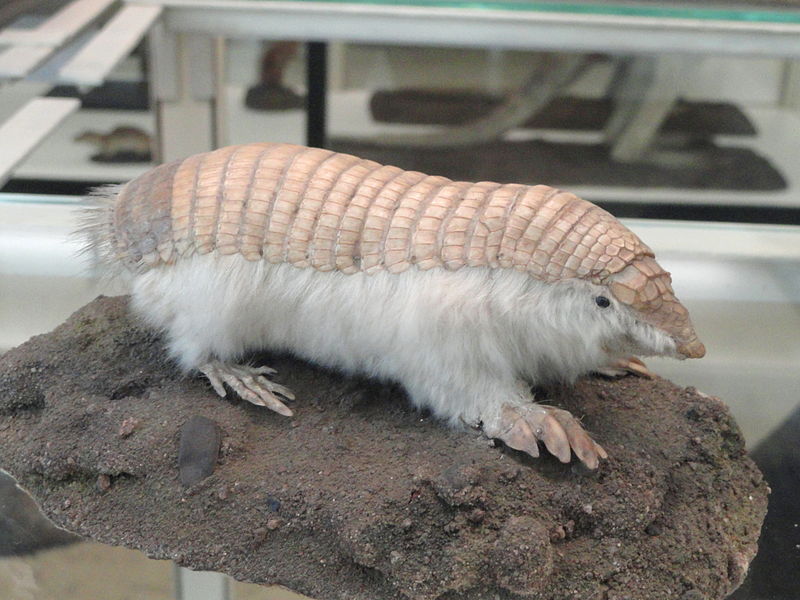 Esse é o menor tatu do mundo (ele mede pouco menos de 10 cm) e é bem difícil de se encontrar. Uma característica que o difere de seus parentes é a ausência da parte lateral de sua carapaça. Ele vive na região central da Argentina.
