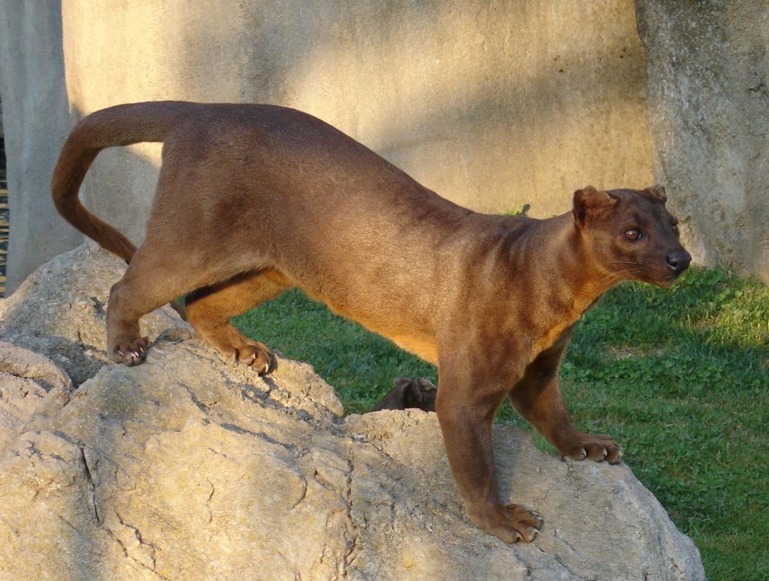 Parece um gato, mas esse mamífero, na verdade, tem um parentesco mais próximo dos mangustos e suricatos. É encontrado apenas na ilha de Madagascar (é, aquela do filme com os pinguins).