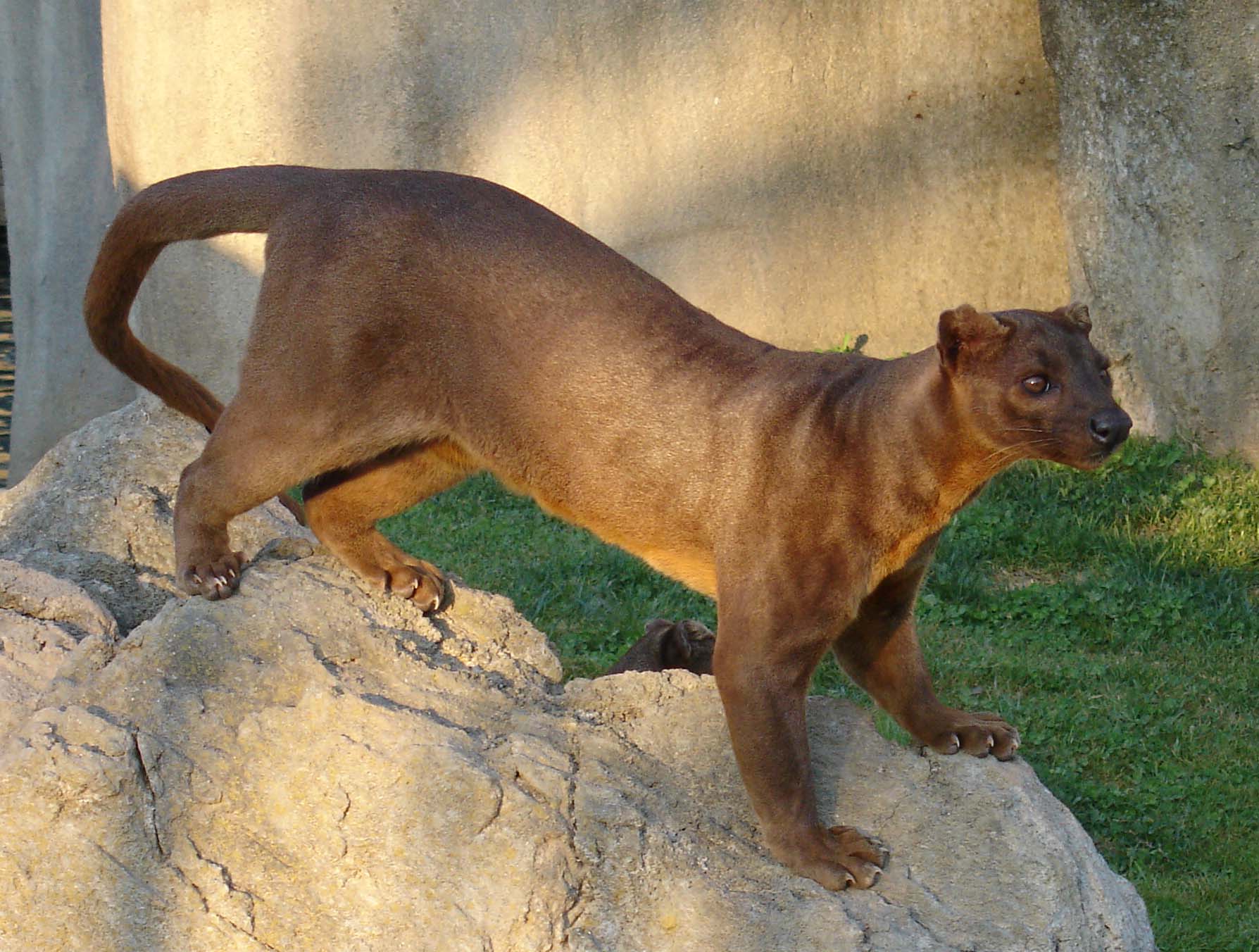 Parece um gato, mas esse mamífero, na verdade, tem um parentesco mais próximo dos mangustos e suricatos. É encontrado apenas na ilha de Madagascar (é, aquela do filme com os pinguins).