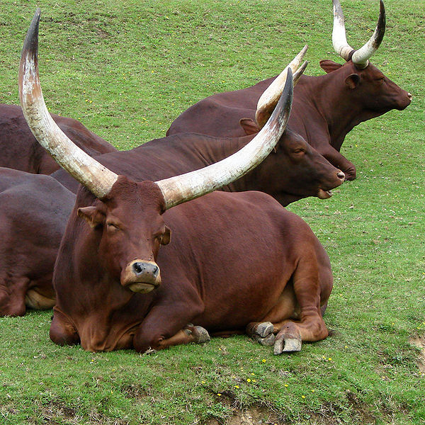 Não queira arranjar uma treta com esses bovinos. Com chifres que chegam a medir 2,5 metros de ponta a ponta, os ankole-watsui se originaram na África, mas são criados na Europa, na América do Sul e na Austrália para produzir carne e leite.
