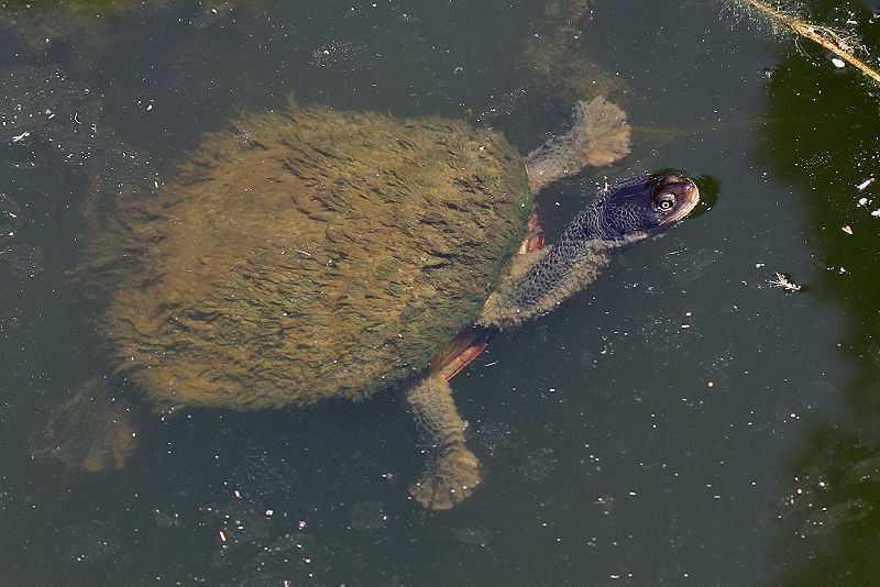 Além de seu pescoço alongado, essa tartaruga tem como característica o mau hábito de secretar um odor fedorento quando se sente ameaçada. Ela é encontrada na Austrália.
