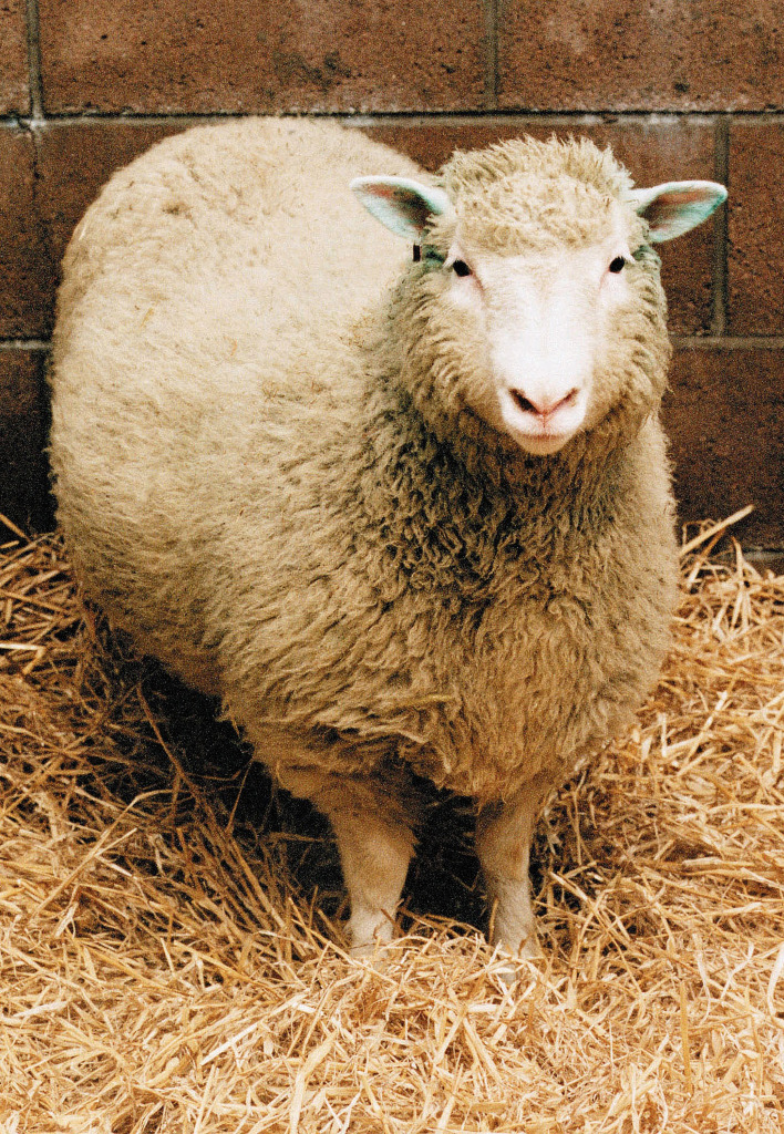 No dia 24 de fevereiro de 1997, o cientista Ian Wilmut, do Instituto Roslin, na Escócia, anuncia a existência da ovelha Dolly, primeiro mamífero clonado a partir de uma célula de um animal adulto