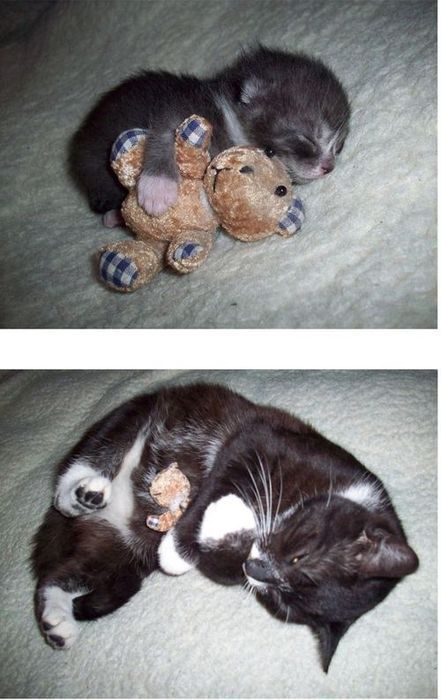 'Antes e agora - Irresistivelmente fofo!'