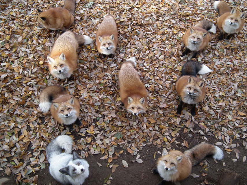 Imagina ser recebido por este bando de simpáticas raposinhas?