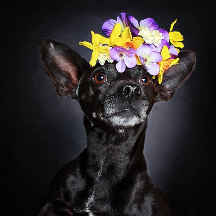 Menor rodeio do mundo: Série de fotos mostra um sapo montando um besouro –  Vírgula