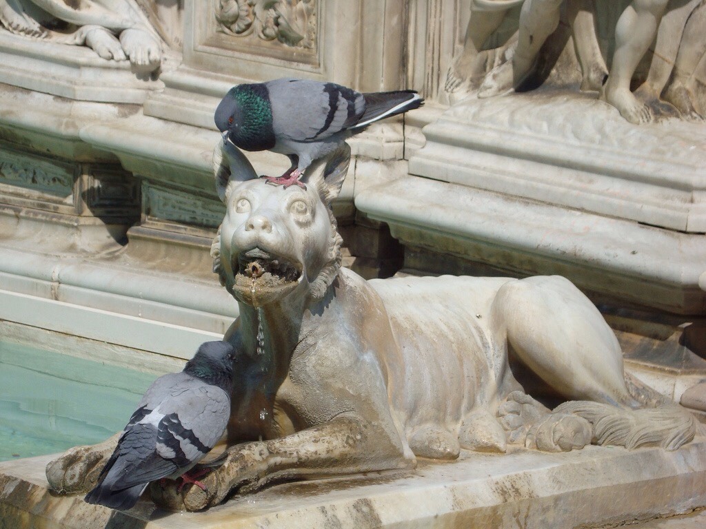 Pensa que só humanos gostam de zoar estátuas? Esta pomba teve direito até a uma reação!