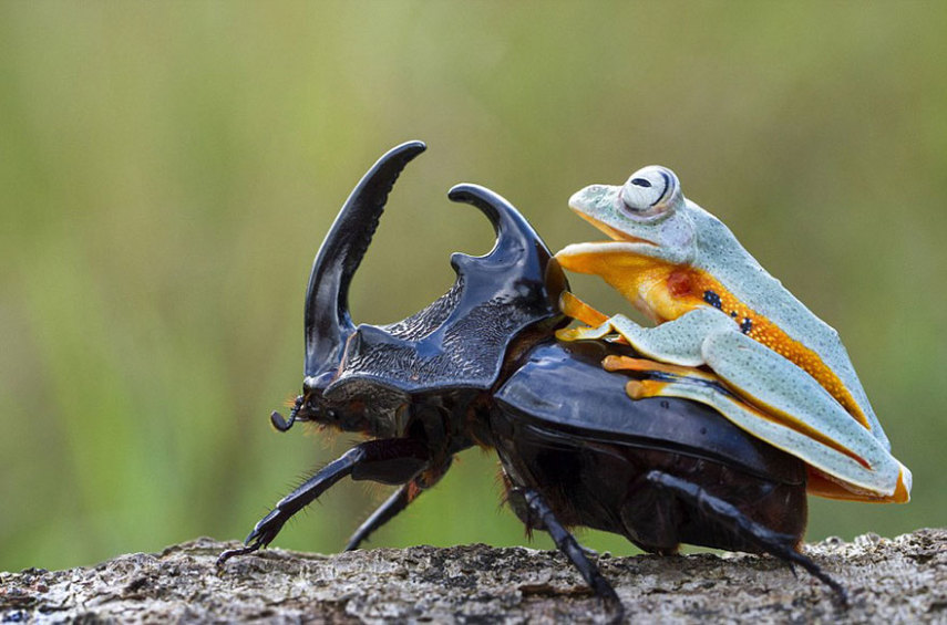 Menor rodeio do mundo: Série de fotos mostra um sapo montando um besouro –  Vírgula