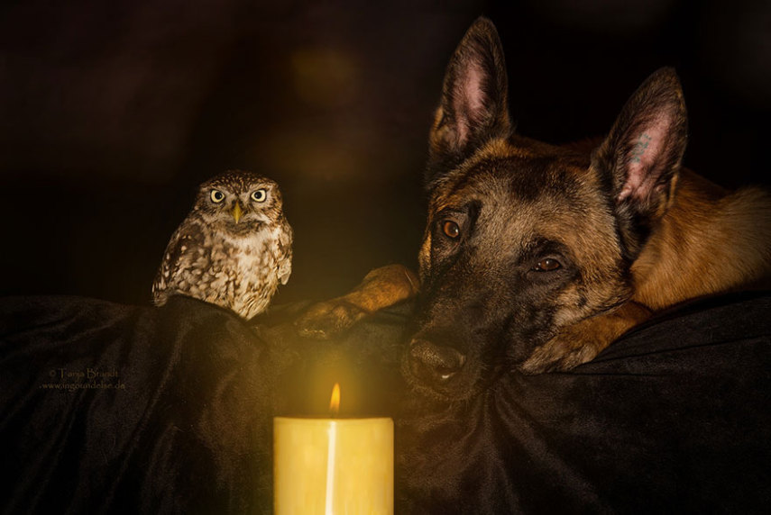 A fotógrafa alemã Tanja Brandt retratou a amizade entre a coruja Else e o cão Ingo