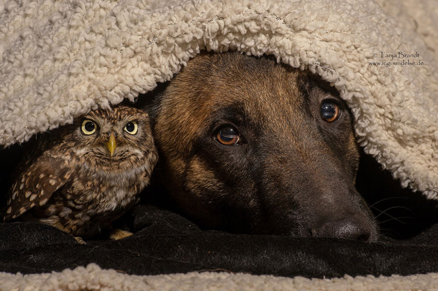 A fotógrafa alemã Tanja Brandt retratou a amizade entre a coruja Else e o cão Ingo