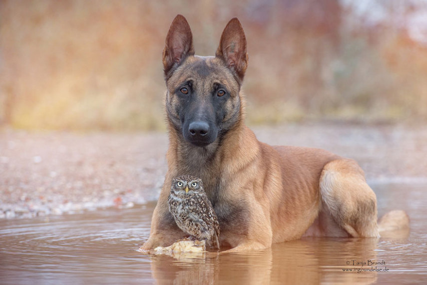 A fotógrafa alemã Tanja Brandt retratou a amizade entre a coruja Else e o cão Ingo