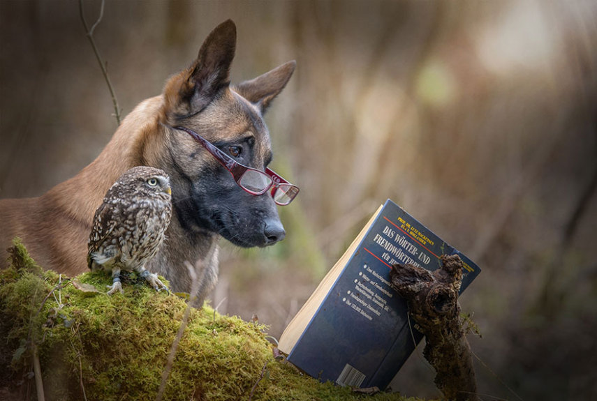 A fotógrafa alemã Tanja Brandt retratou a amizade entre a coruja Else e o cão Ingo