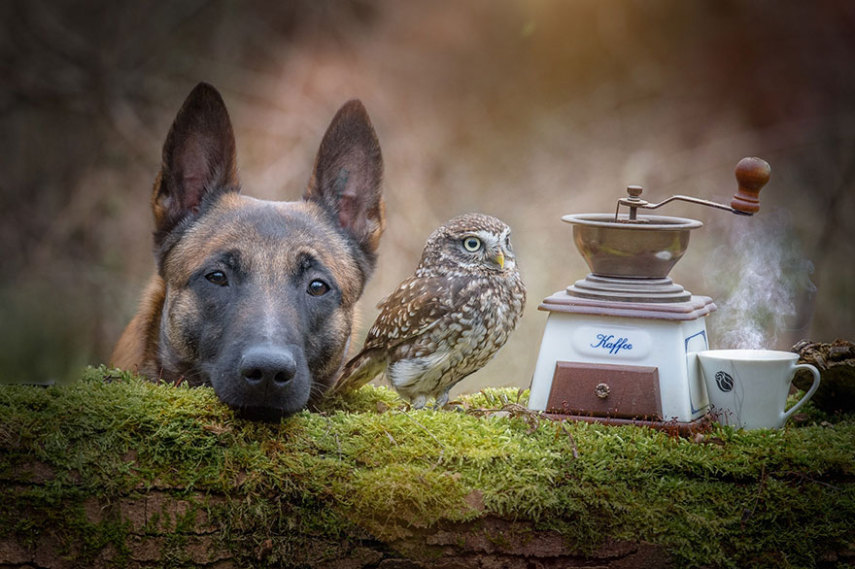 A fotógrafa alemã Tanja Brandt retratou a amizade entre a coruja Else e o cão Ingo