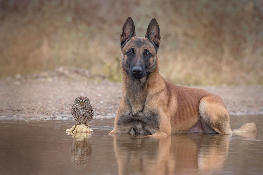 A fotógrafa alemã Tanja Brandt retratou a amizade entre a coruja Else e o cão Ingo