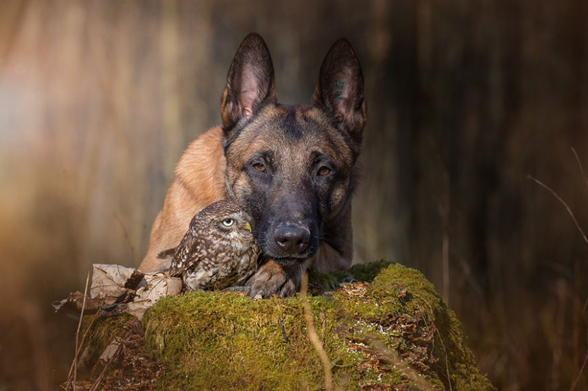 A fotógrafa alemã Tanja Brandt retratou a amizade entre a coruja Else e o cão Ingo