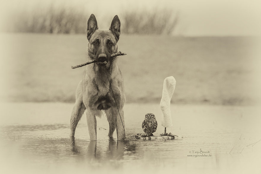 A fotógrafa alemã Tanja Brandt retratou a amizade entre a coruja Else e o cão Ingo