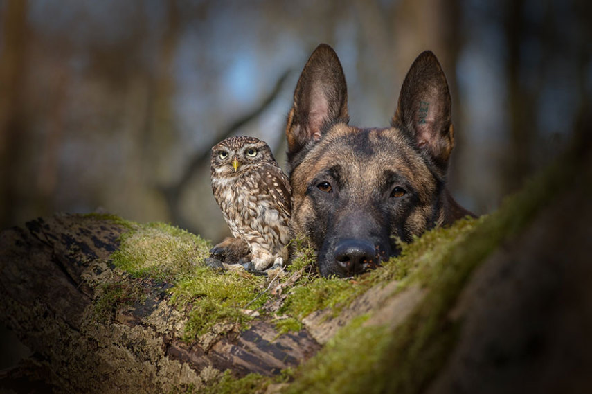 A fotógrafa alemã Tanja Brandt retratou a amizade entre a coruja Else e o cão Ingo