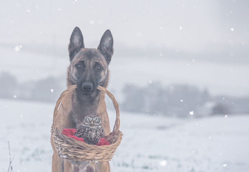 A fotógrafa alemã Tanja Brandt retratou a amizade entre a coruja Else e o cão Ingo