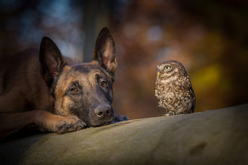 A fotógrafa alemã Tanja Brandt retratou a amizade entre a coruja Else e o cão Ingo