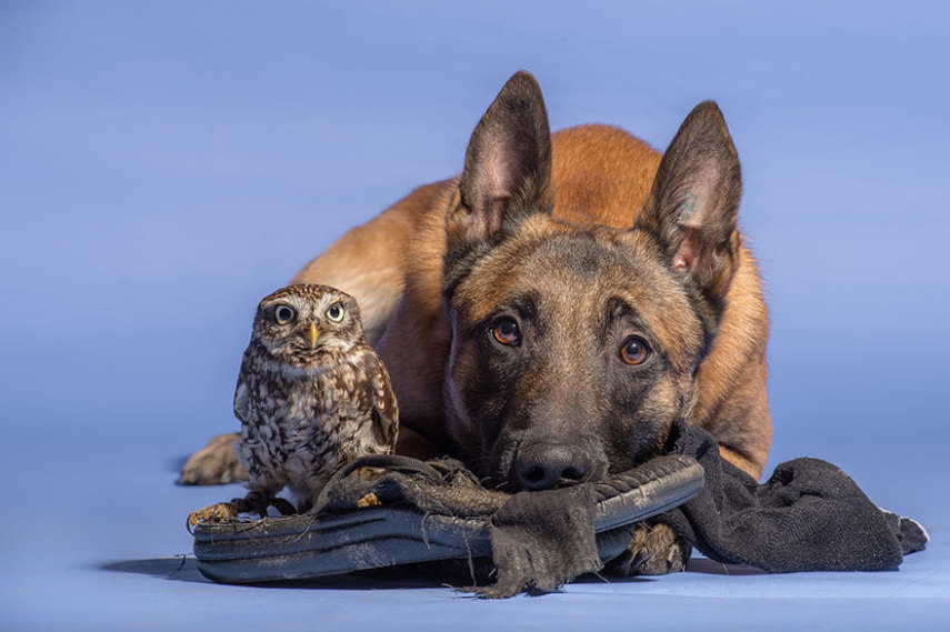 A fotógrafa alemã Tanja Brandt retratou a amizade entre a coruja Else e o cão Ingo