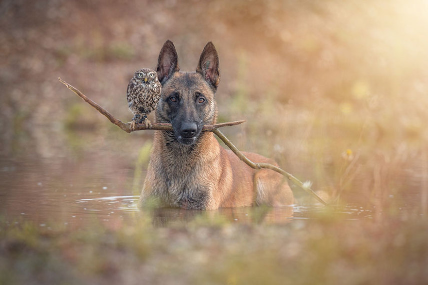 A fotógrafa alemã Tanja Brandt retratou a amizade entre a coruja Else e o cão Ingo