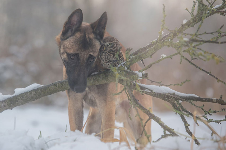 A fotógrafa alemã Tanja Brandt retratou a amizade entre a coruja Else e o cão Ingo