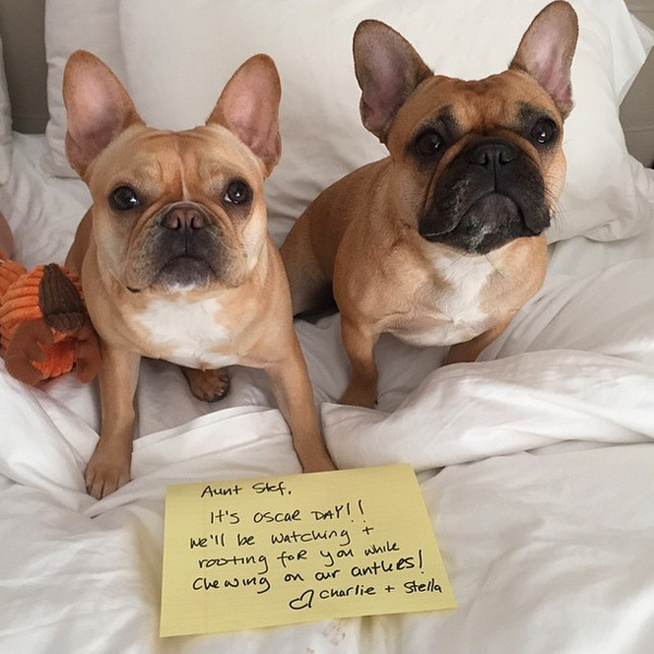 Os cachorros de Lady Gaga prometem torcer por ela, mas nem precisava, ela mandou muito bem