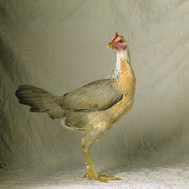 As elegantes aves retratadas pela fotógrafa estadunidense Tamara Staples