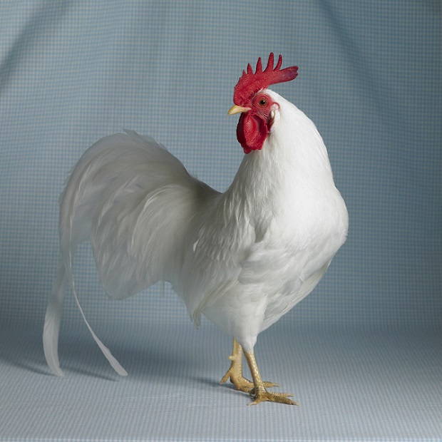 As elegantes aves retratadas pela fotógrafa estadunidense Tamara Staples
