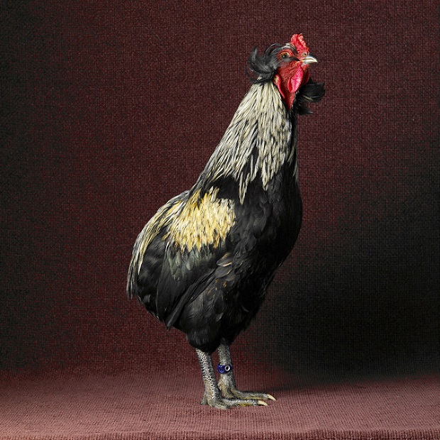 As elegantes aves retratadas pela fotógrafa estadunidense Tamara Staples