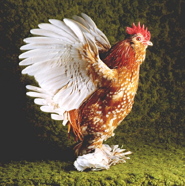 As elegantes aves retratadas pela fotógrafa estadunidense Tamara Staples