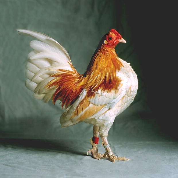 As elegantes aves retratadas pela fotógrafa estadunidense Tamara Staples