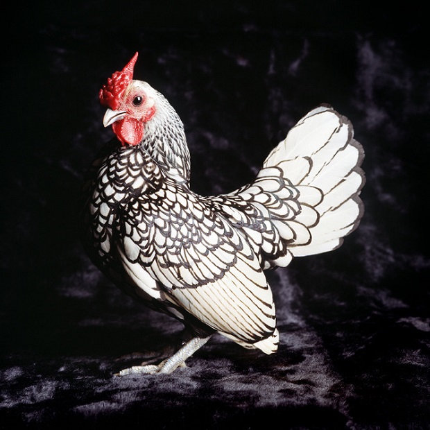 As elegantes aves retratadas pela fotógrafa estadunidense Tamara Staples
