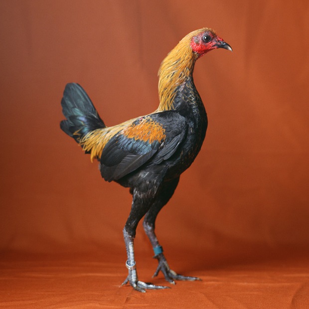As elegantes aves retratadas pela fotógrafa estadunidense Tamara Staples