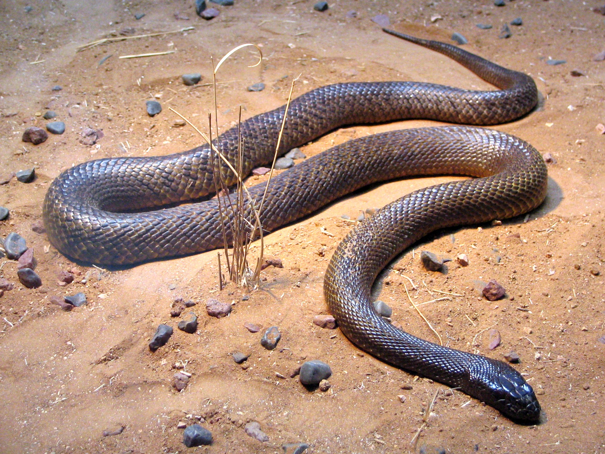 Entre as cobras, essa moça aqui tem o veneno mais mortal do mundo, todo trabalhado em neurotoxinas e substâncias que evitam a coagulação do sangue. Uma mordida mata em 45 minutos. Uma única gota de veneno pode matar 250 mil ratos ou 100 homens adultos. Ataques do réptil são raros, em razão da natureza tímida do animal. Além disso, há antídoto para o veneno.