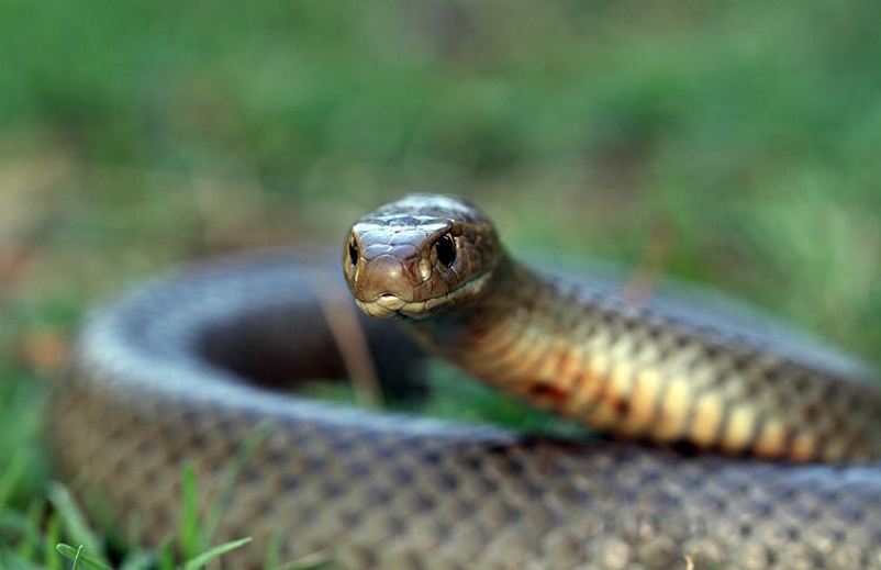 Cobra marrom (Pseudonaja textilis)