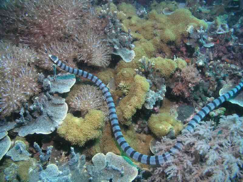 Serpente do mar de Blecher (Hydrophis belcheri)