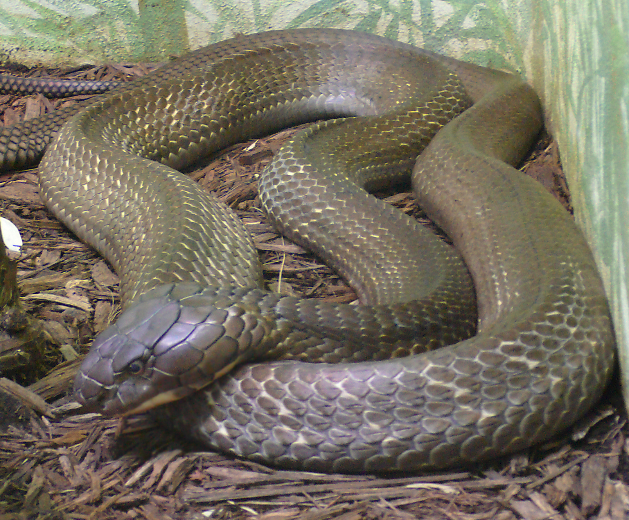 A maior cobra venenosa do mundo mede até 5,8 m de comprimento, vive no Sudete Asiático e se alimenta de... outras cobras (sejam elas venenosas ou não). Apesar de seu veneno não ser absurdamente tóxico, ela consegue injetar grandes quantidades em uma única mordida, o que faz da moça uma das cobras mais letais do mundo.