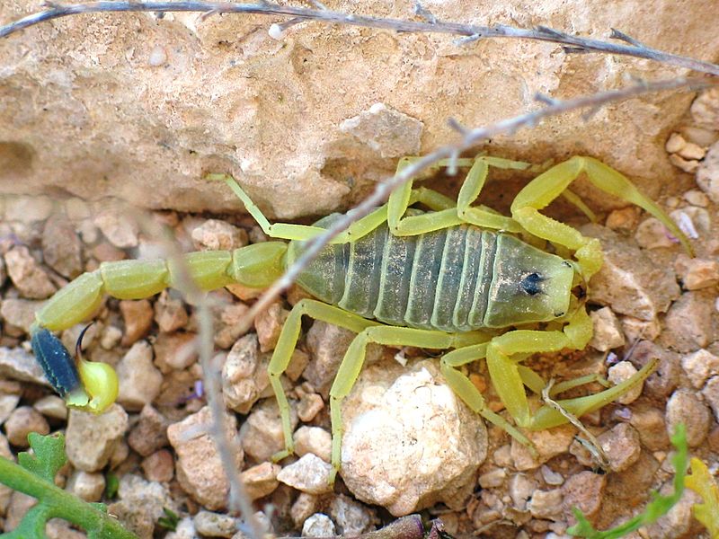 Escorpião amarelo da Palestina (Leiurus quinquestriatus)