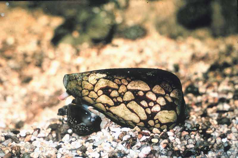 Conus (Conus marmoreus)