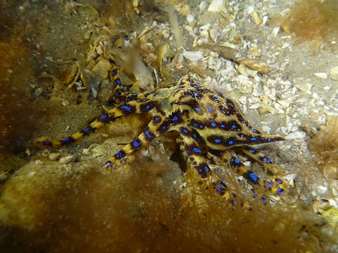 Polvo-de-anéis-azuis (gênero Hapalochlaena)