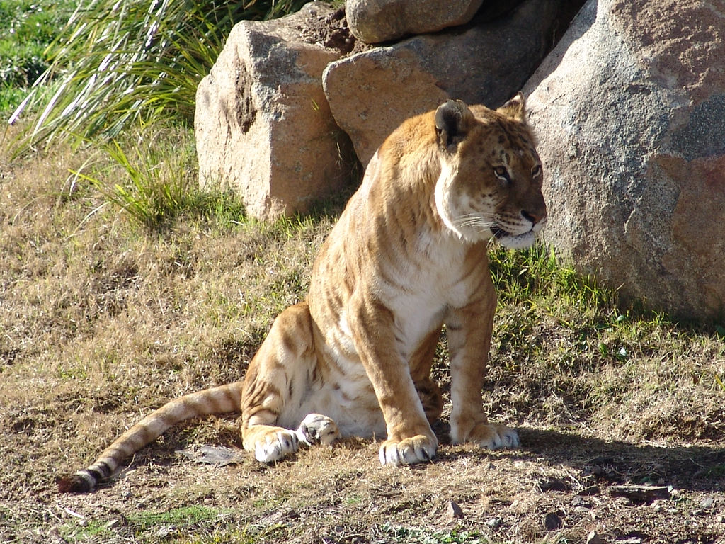 Esta mistura é o oposto: um tigre macho com uma leoa. "Tião" é o nome que a gente deu em português, uma vez que esses bichos não têm passaporte brasileiro.