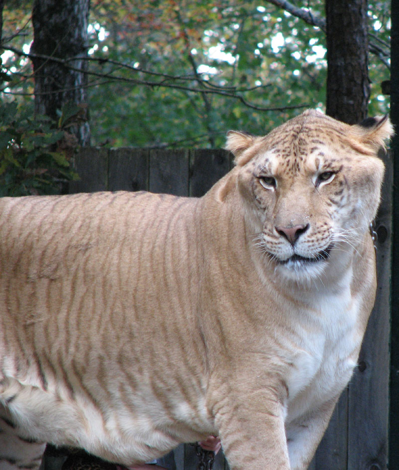 Pegue um leão e cruze com uma tigresa e o resultado será este animal enorme, graças à combinação genética das espécies. Eles podem chegar a três metros de comprimento e pesar mais de 300 quilos.