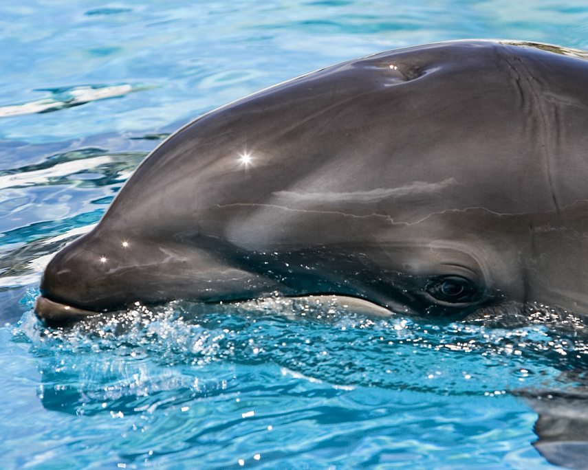 Este é o filho de uma noite de amor entre uma baleia orca e um golfinho nariz de garrafa (será que foi no Sea World?). A pergunta é válida: o parque possui duas espécies em cativeiro, e o resto existe por aí, na natureza. 