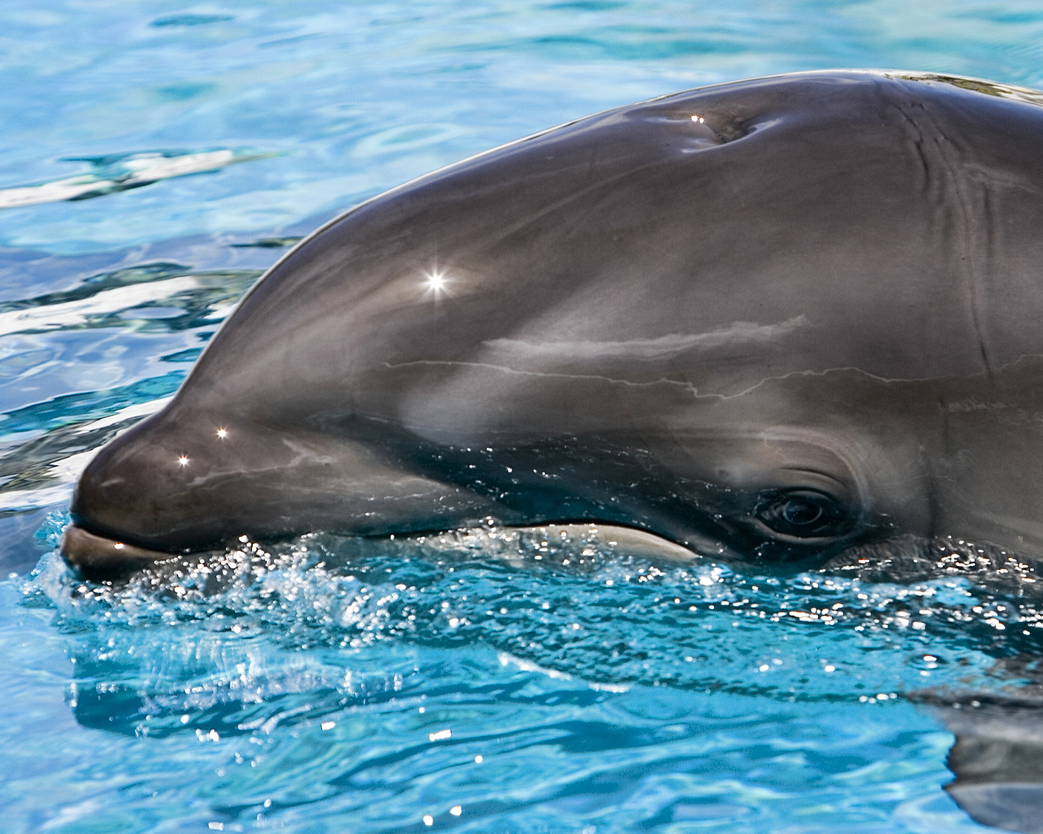 Este é o filho de uma noite de amor entre uma baleia orca e um golfinho nariz de garrafa (será que foi no Sea World?). A pergunta é válida: o parque possui duas espécies em cativeiro, e o resto existe por aí, na natureza.