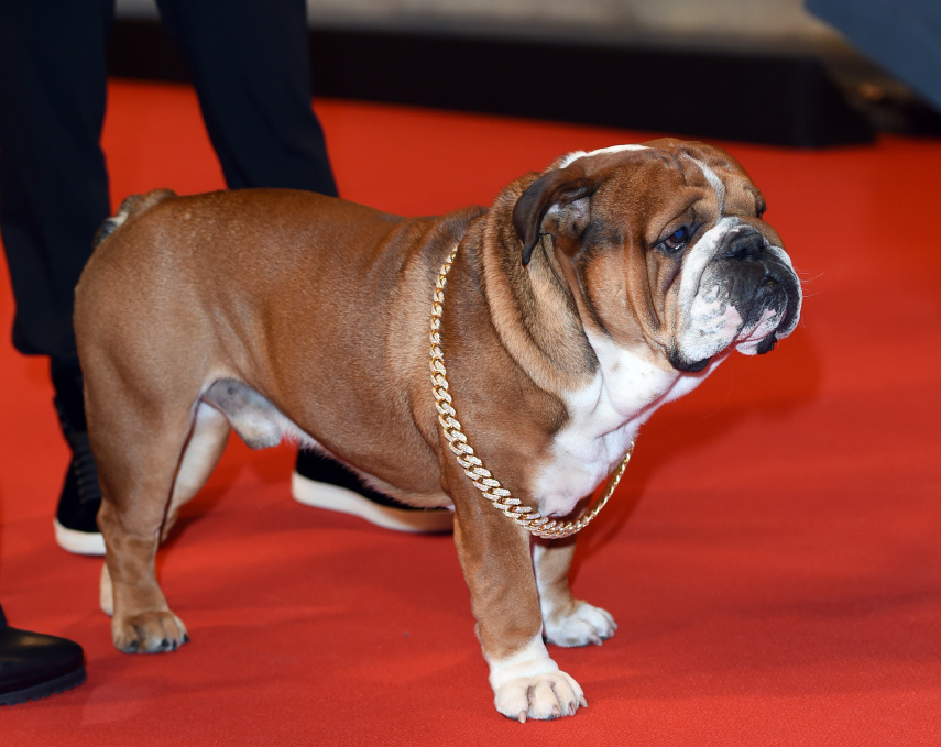 Parceiro inseparável de Hamilton, bulldog Roscoe é o melhor amigo do piloto