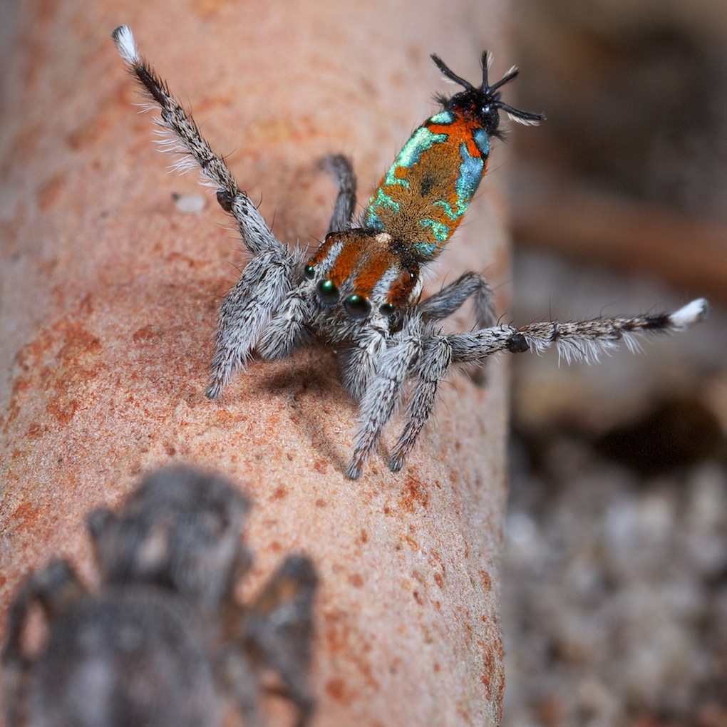 Aranha-pavão Maratus-calcitrans