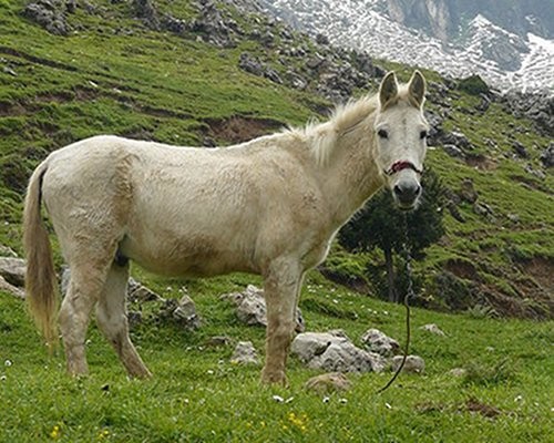 Ah, esse você lembra de ter aprendido na 5ª série: mulas são o resultado do cruzamento entre cavalos e burros. Mais inteligentes e esforçados que os pais, os muares não se reproduzem. E agora, quem é a mula da conversa, hein?